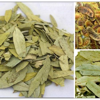 1 Kg Phan tả diệp khô giúp nhuận tràng giảm cân giảm béo GT017